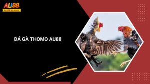 Đá Gà Thomo Au88: Kịch Tính Sân Đấu, Thắng Lớn Mỗi Ngày