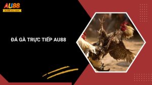 Đá Gà Trực Tiếp Au88: Kịch Tính Sân Đấu, Thắng Lớn Mỗi Ngày