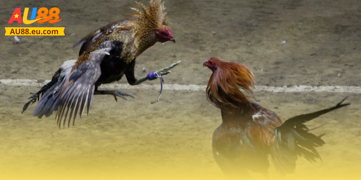 Đá Gà Cựa Sắt Au88: Cơ Hội Kiếm Tiền Lớn Cho Các Tay Chơi